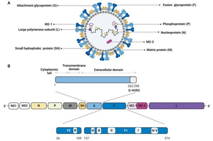 Respiratory Syncytial Virus (RSV) Virus Overview: (A) Structure of the RSV virus, (B) Genome structure