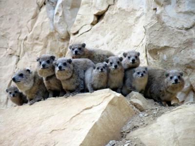 Rock Hyrax
