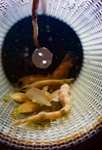 Young small-spotted catsharks in laboratory