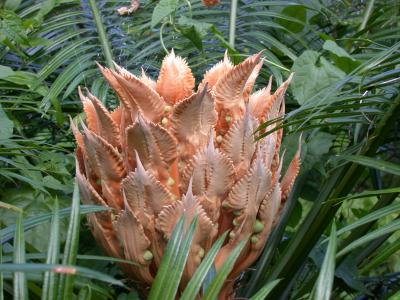 Cycad Megastrobilus