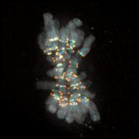 Chromosomes in Cell Mitosis
