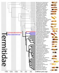 Termite Phylogeny