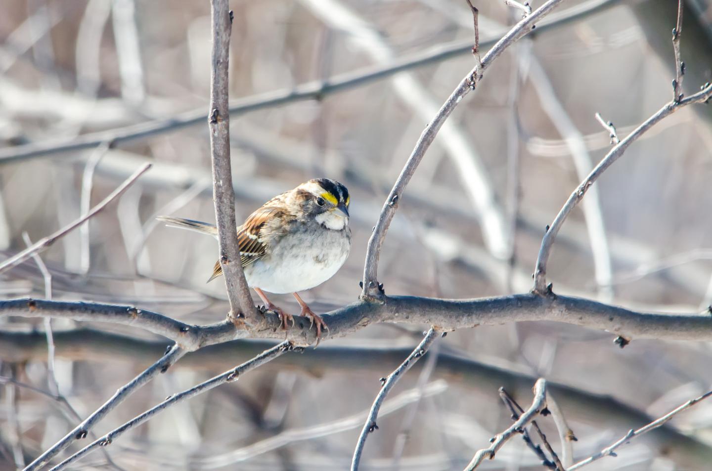 White-Throated Sparrow