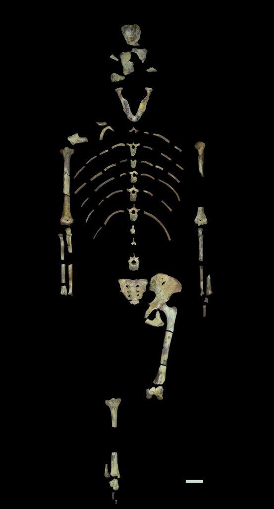 Bone Scans Suggest Early Hominin 'Lucy' Spent Significant Time in Trees