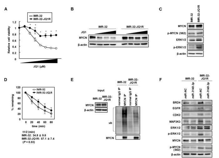 Figure 1. The acquired resistance to BETi was through the stabilization of MYCN protein due to activated ERK1/2 in NB cells.