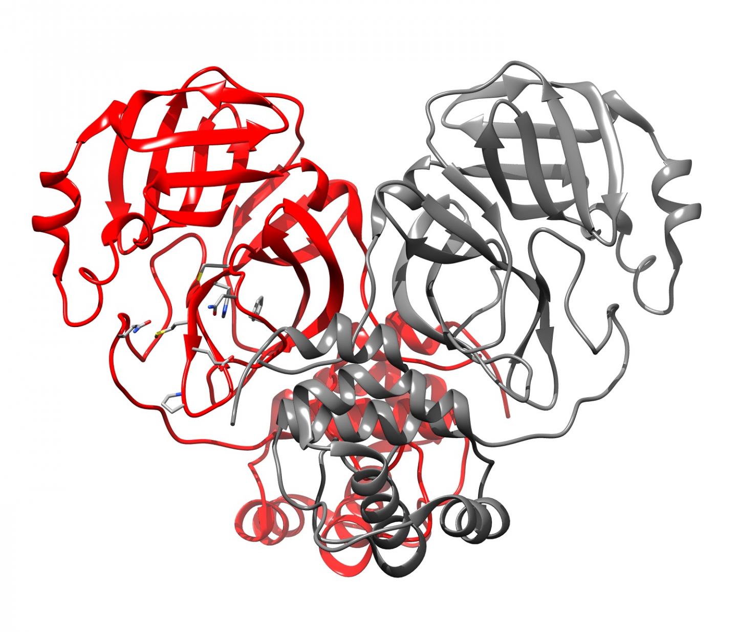 The 3-D Structure of the Main Protease for SARS-CoV-2