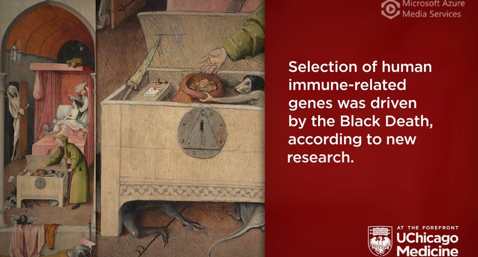 Selection of human immune-related genes was driven by the Black Death