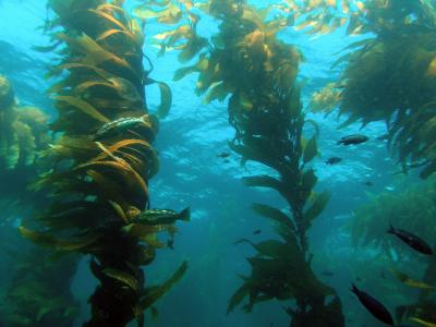 Kelp Forest in Santa Barbara Channel