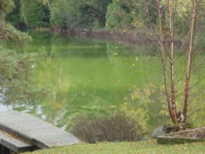 Algal Bloom in a Lake near Parry Sound, Ontario