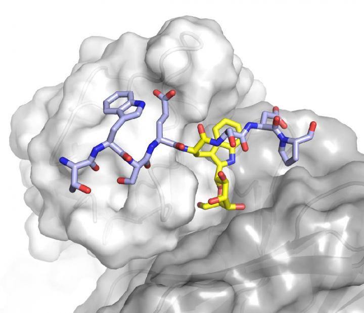 structural model of antibody with glycan bound