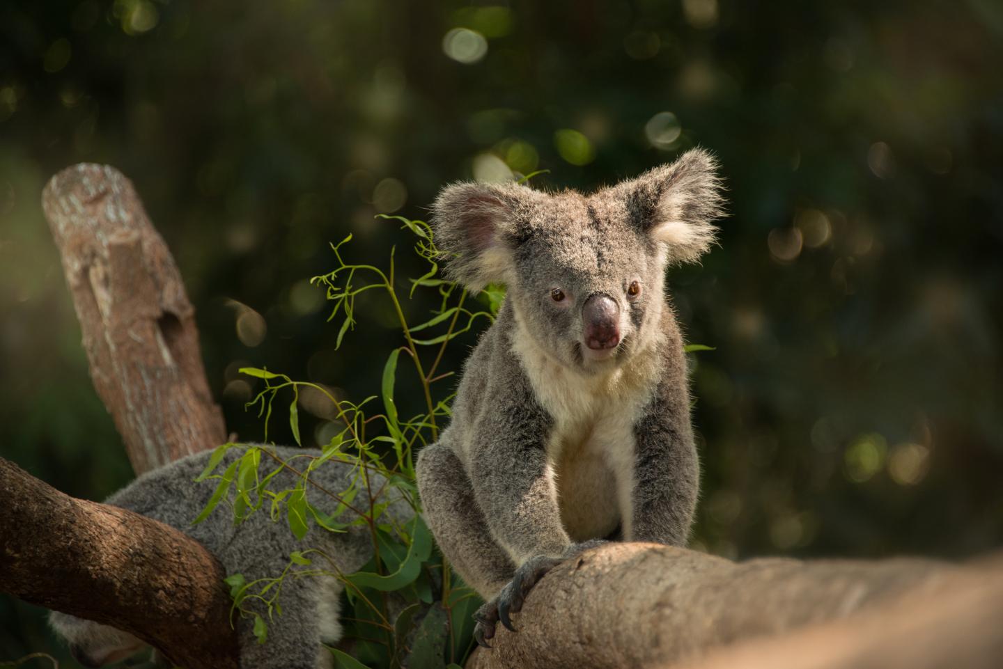 Koala on a branch