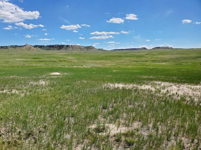 Prairie dog colony