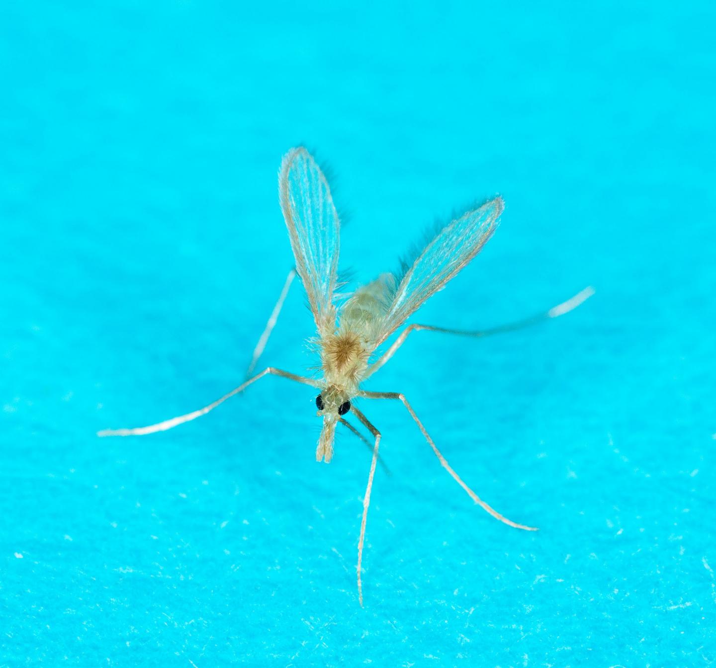 Immune Reaction to Sandfly Saliva Varies between Individuals Living in Endemic Areas