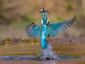 Kingfisher with fish [IMAGE]  EurekAlert! Science News Releases