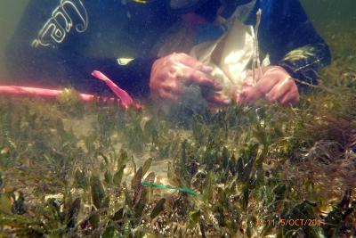 Seagrass