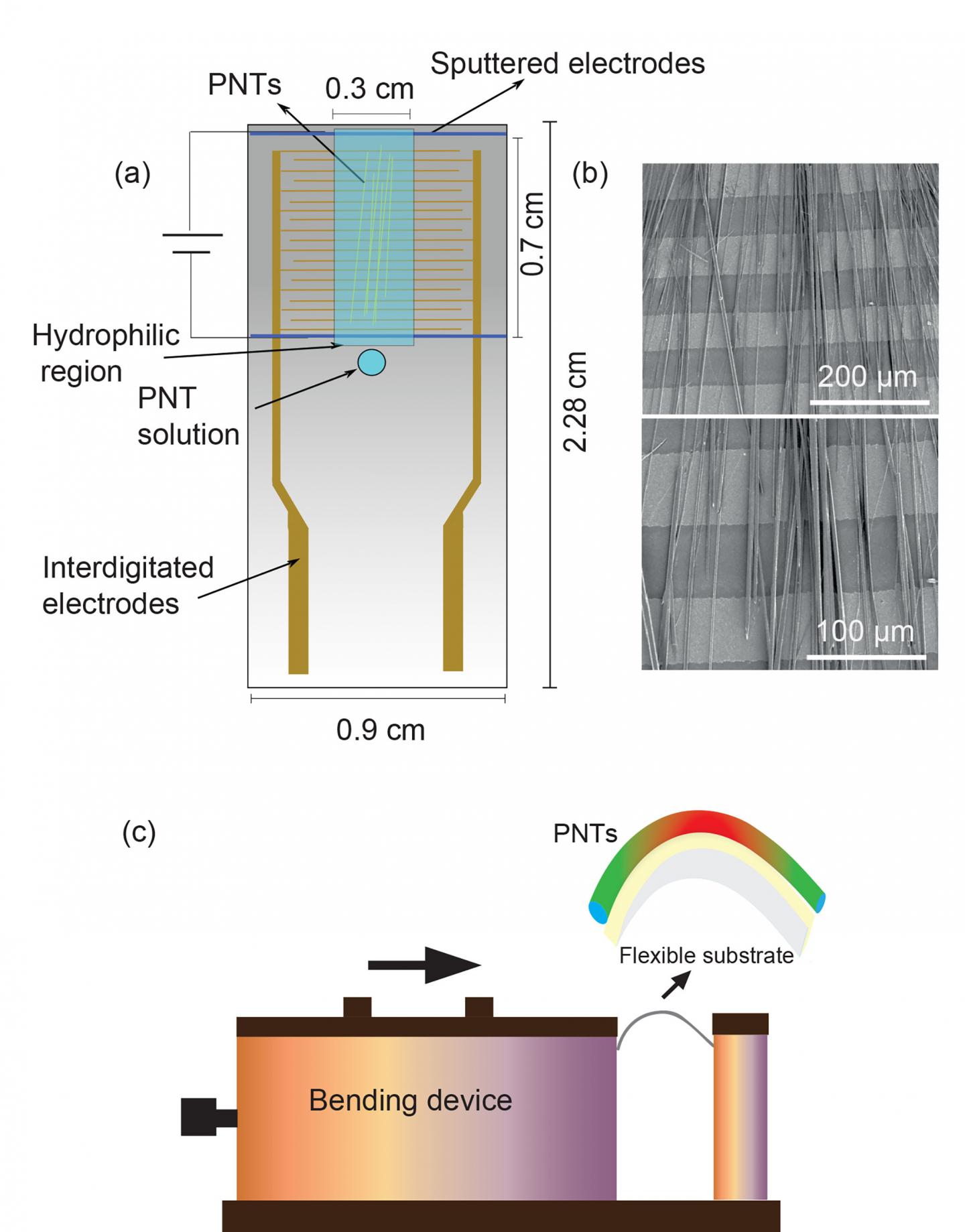 Opticla and Lateral Piezoresponse Force Microscopy Phase Images