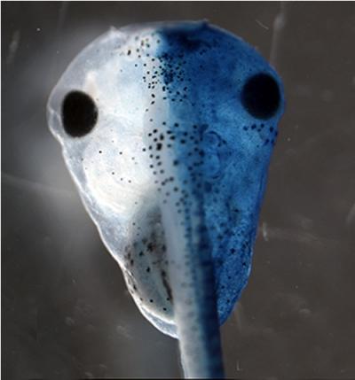 Human Cells, Plants, Worms and Frogs Share Mechanism for Organ Placement