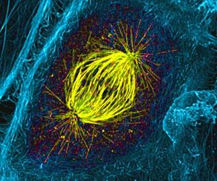 A Mitotic Spindle in a Dividing Epithelial Cell