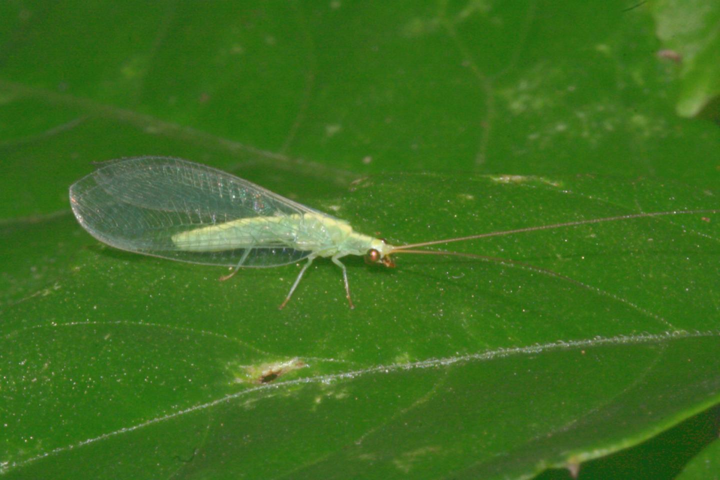 Green Lacewing