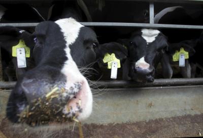 Cows Clock-in for Monitored Mealtimes (1 of 3)