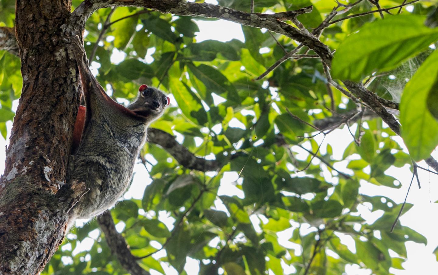 A Sunda Colugo, or Flying Lemur