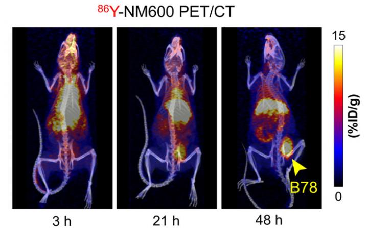 NM600 Selectively Targets Murine Melanomas in Vivo
