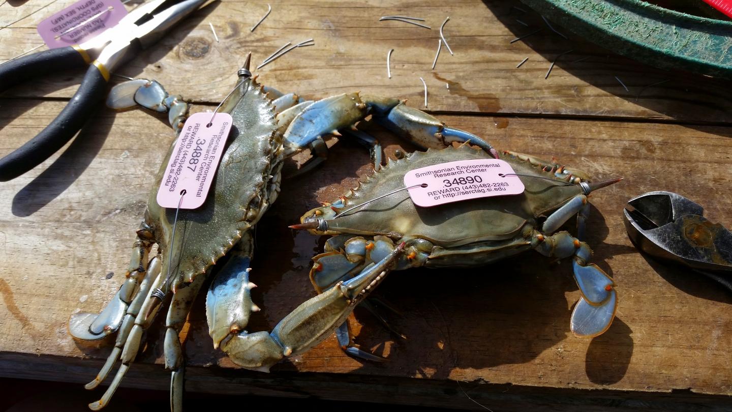 Blue Crab Tags