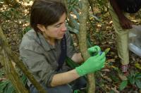First Genetic Evidence of Successful Mating in Different Guenon Species