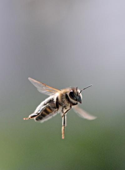 Honeybee Genes Linked to Bold Behaviors (1 of 9)