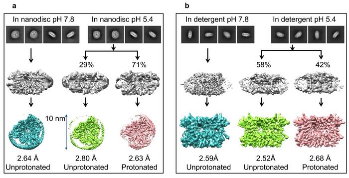 Cryo-EM structures for LHCII in nanodisc and in detergent solution at pH 7.8 and 5.4.