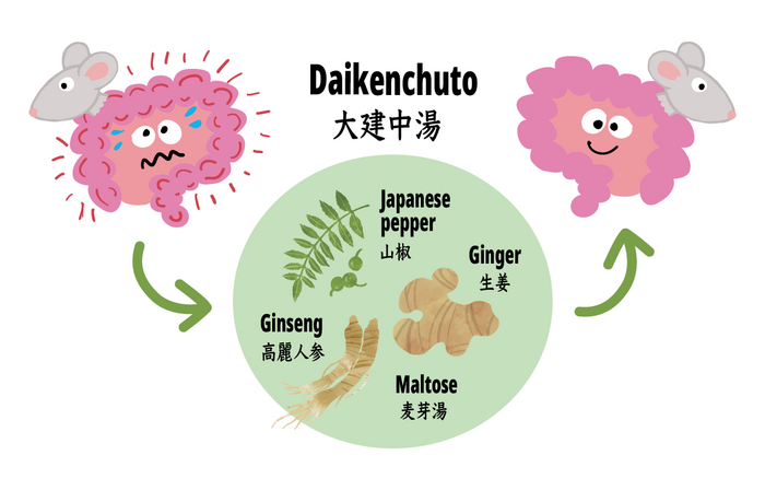 Japanese herbal medicine reduces the severity of colitis