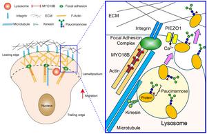 Exposure of paucimannose glycans via lysosomal exocytosis