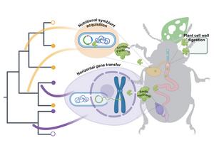 Kirsch et al., Current Biology.  Graphical abstract