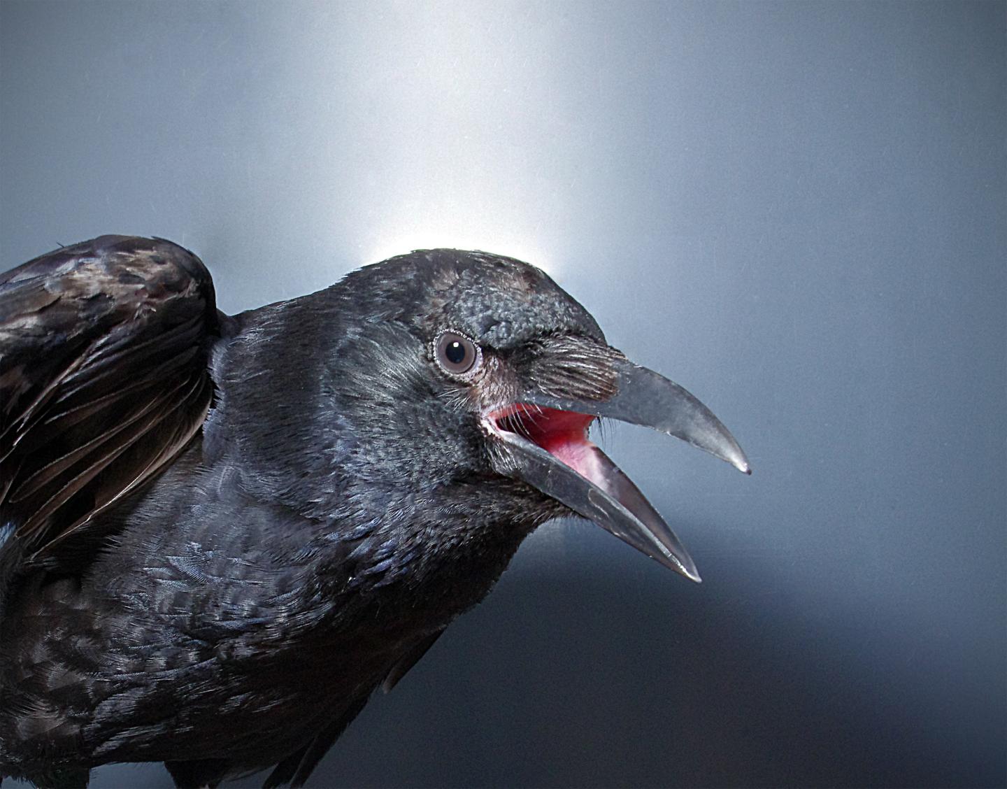 Crows Consciously Control their Calls