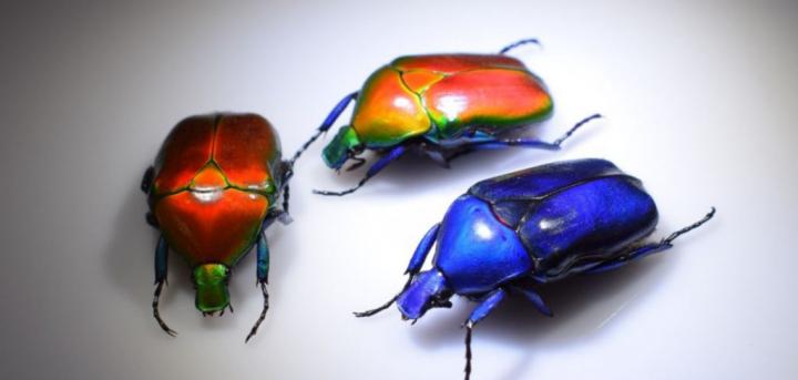 flower beetles