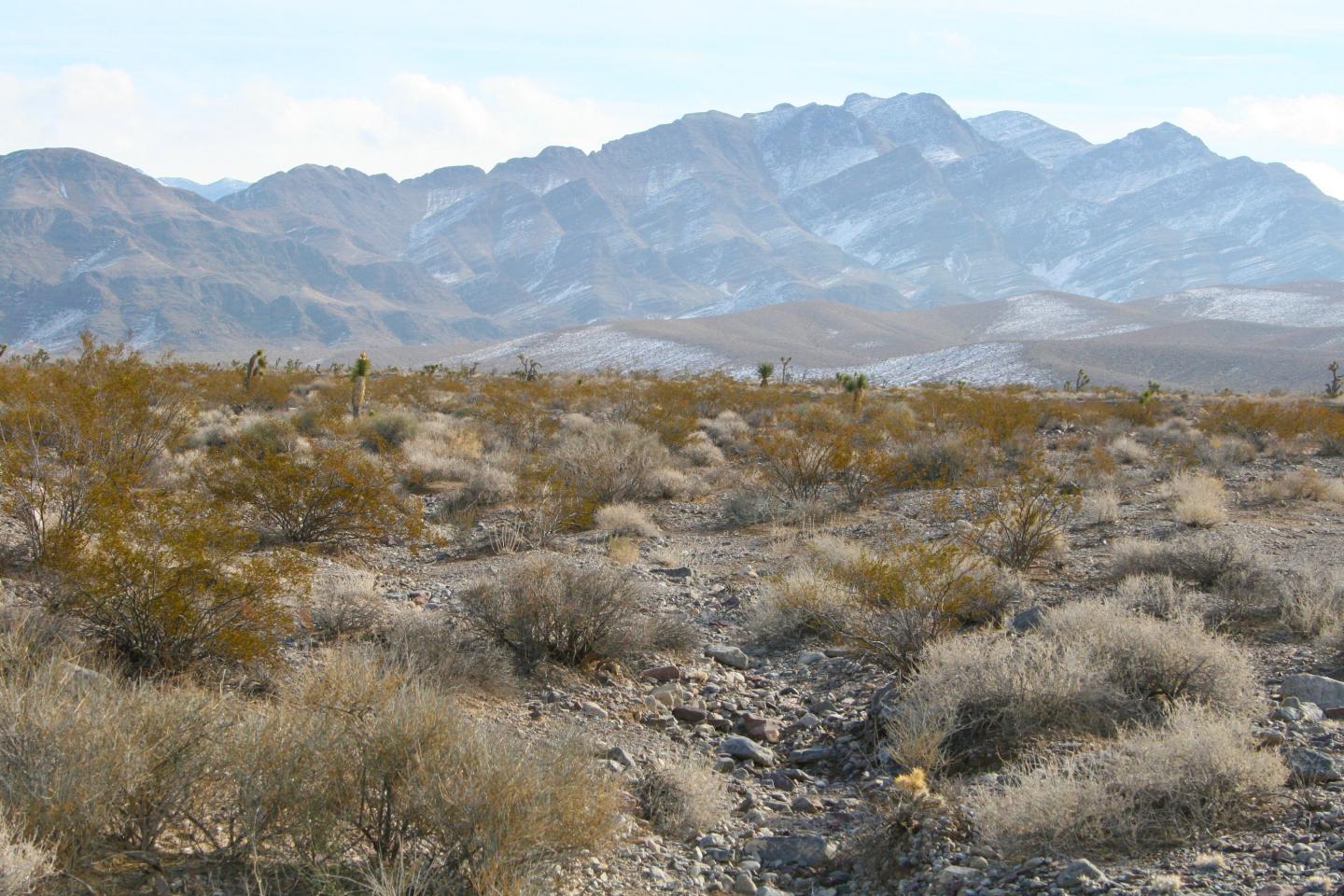 Creosote plants