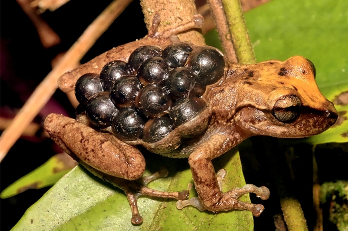 Study extends amphibians' known reproductive