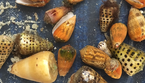 Collection of cone snails
