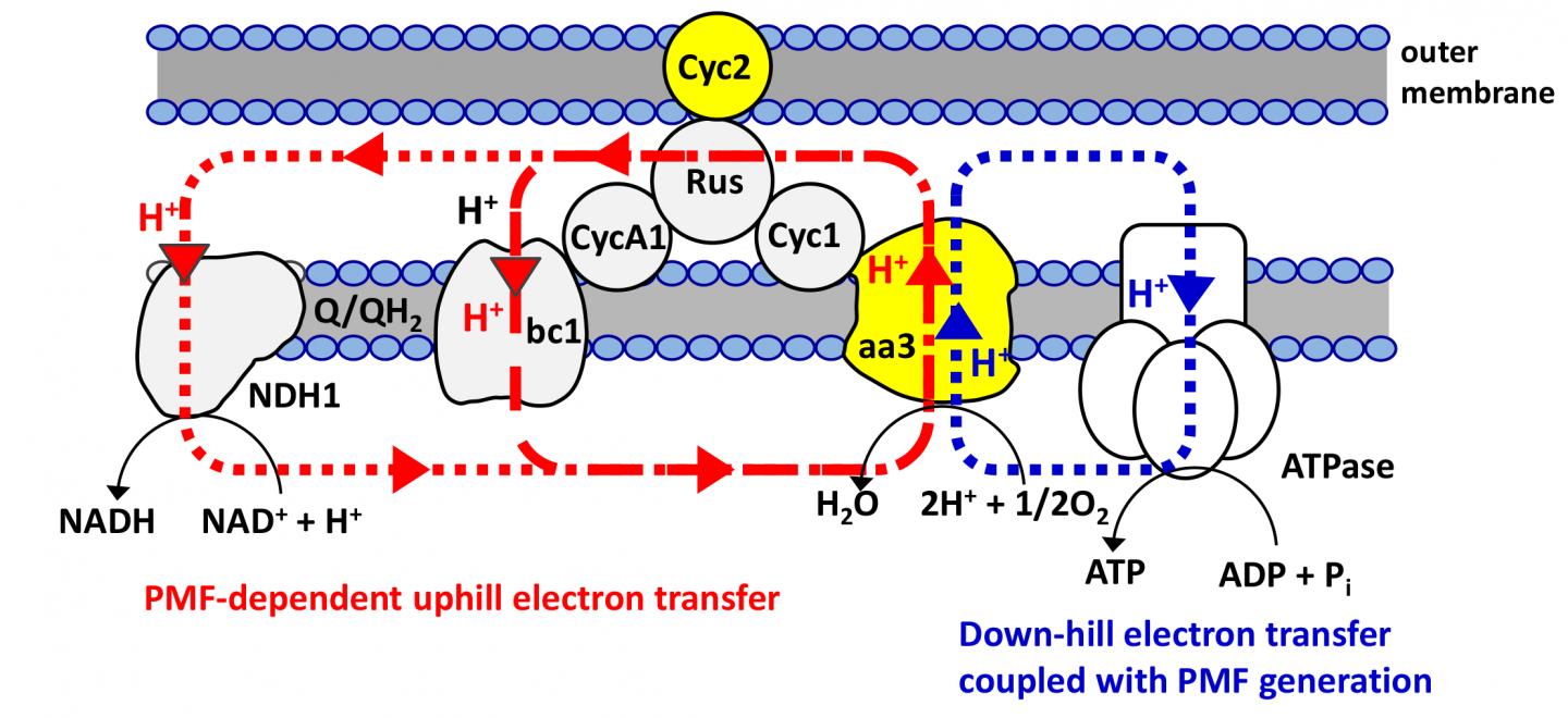 Bioenergetic Membrane Schematic for Electrolithoautotrophs