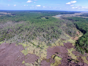 Ghost Forests