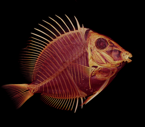 fish scan