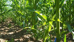 Experimental maize farms