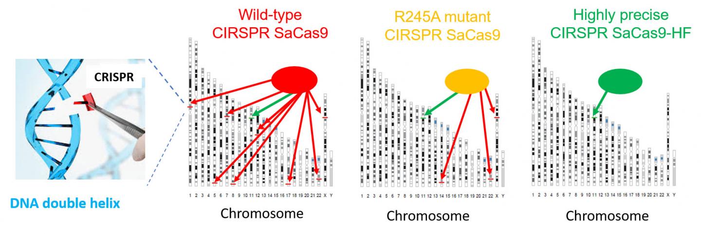 Comparison of the precision with different types of SaCas9