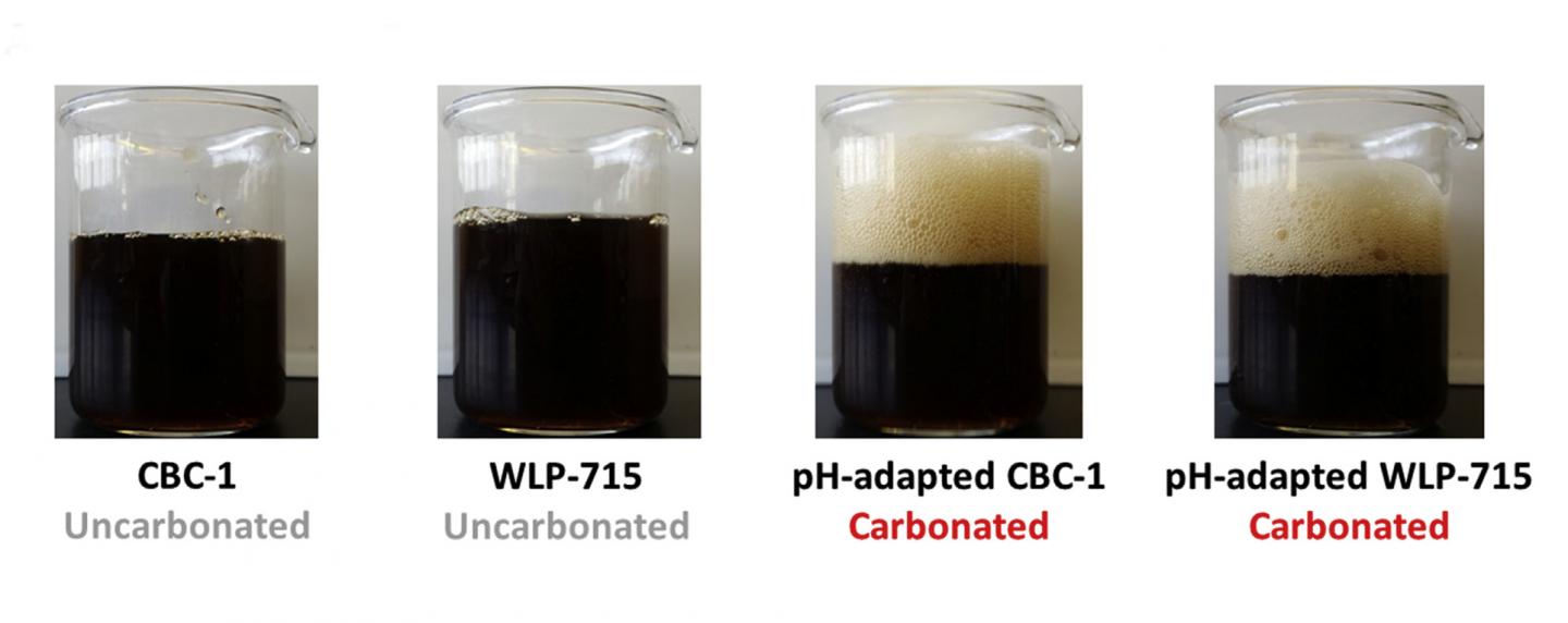 Beer Carbonation Comparison