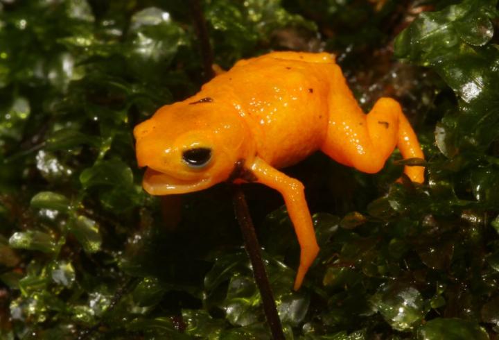 Small but deadly: new fluorescent and highly poisonous pumpkin toadlet species in Brazil