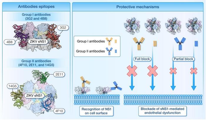 Schematic diagram of two groups of antibodies recognizing different epitopes of Zika NS1 and their differential protective mechanisms