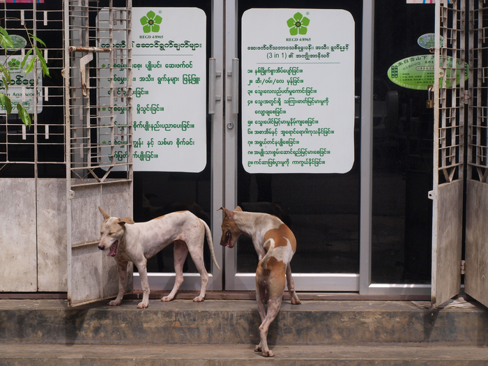 Dogs in Myanmar