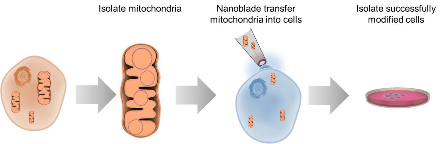 Mitochondrial Transfer Schematic