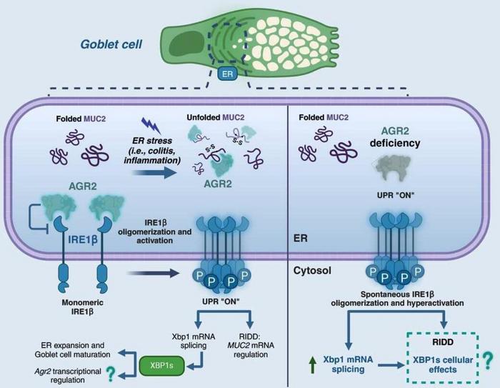 Integration of inositol-requiring enzyme 1 beta (IRE1β) and anterior gradient protein 2 homolog (AGR2) sensing mechanism and adjustment of goblet cell function.