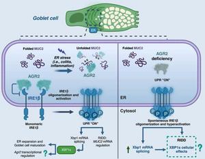 Integration of inositol-requiring enzyme 1 beta (IRE1β) and anterior gradient protein 2 homolog (AGR2) sensing mechanism and adjustment of goblet cell function.